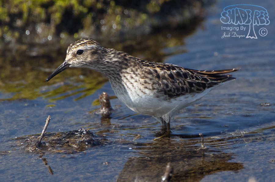 Least Sandpiper - Calidris minutilla