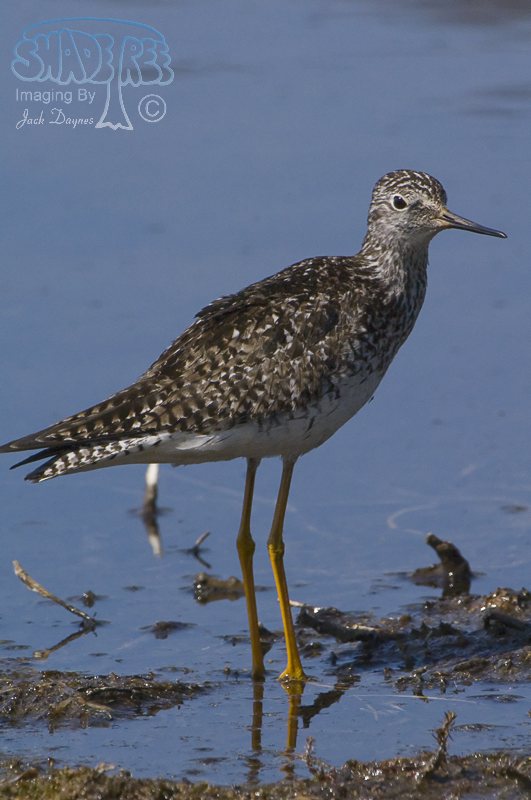 Lesser Yellowlegs - Tringa flavipes