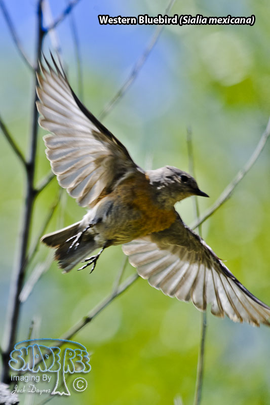 Western Bluebird - Sialia mexicana