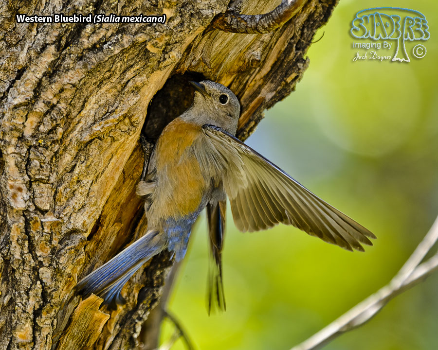 Western Bluebird - Sialia mexicana