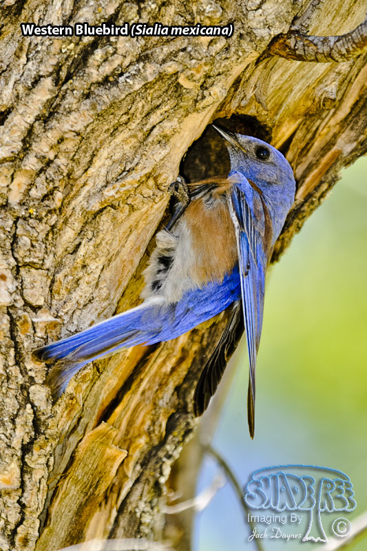 Western Bluebird - Sialia mexicana