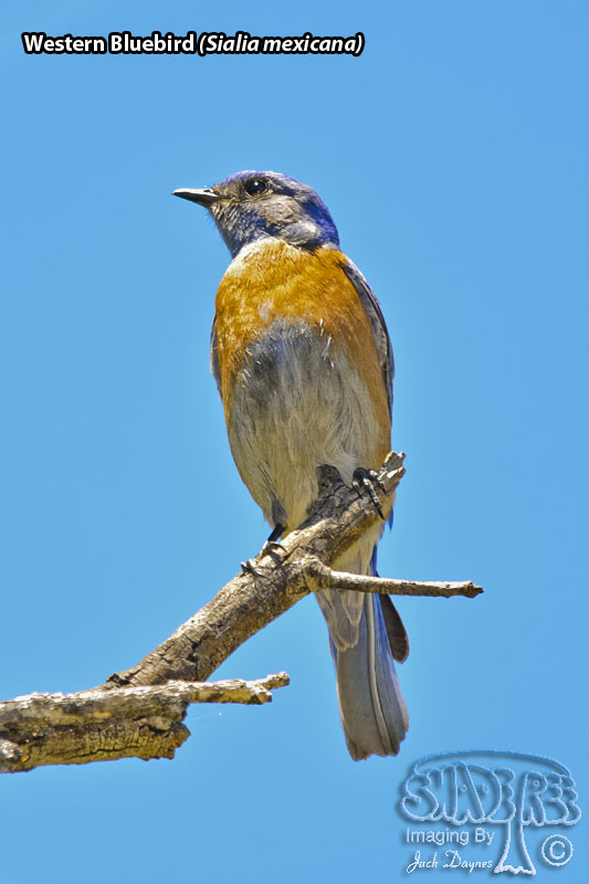 Western Bluebird - Sialia mexicana