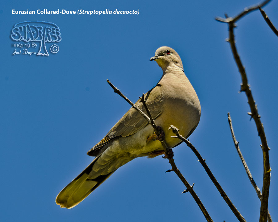 Eurasian Collared-Dove - Streptopelia decaocto