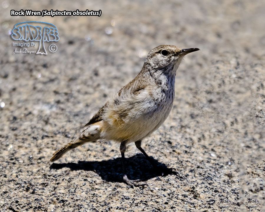 Rock Wren - Salpinctes obsoletus
