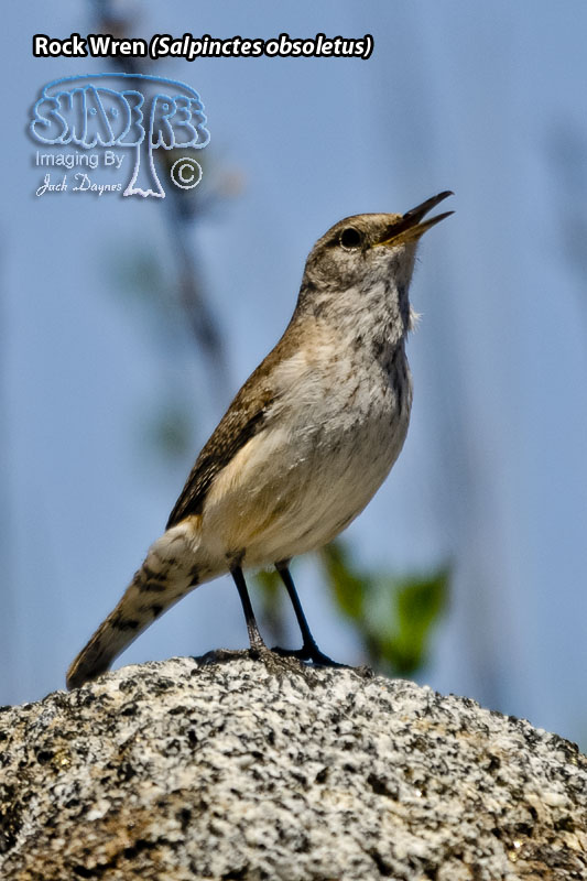 Rock Wren - Salpinctes obsoletus