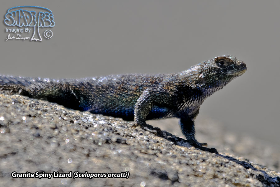Granite Spiny Lizard - Sceloporus orcutti