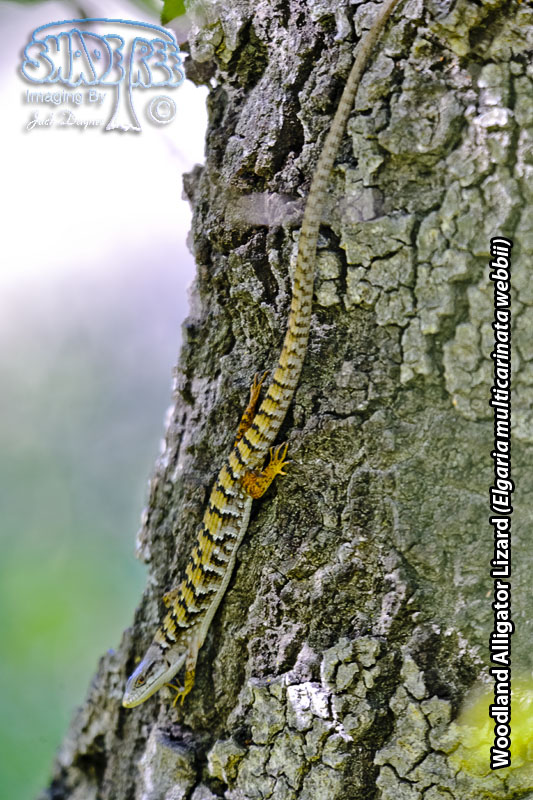 Woodland Alligator Lizard - Elgaria multicarinata webbii