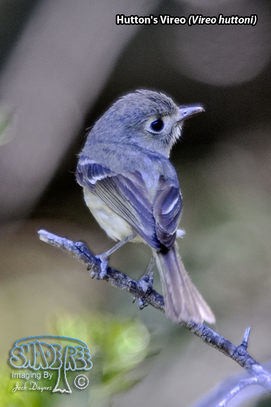 Hutton's Vireo - Vireo huttoni