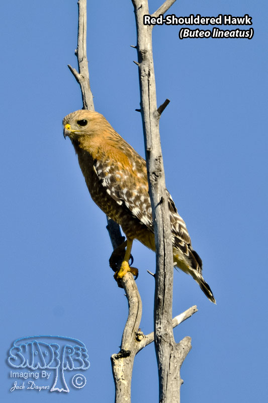 Red-Shouldered Hawk - Buteo lineatus
