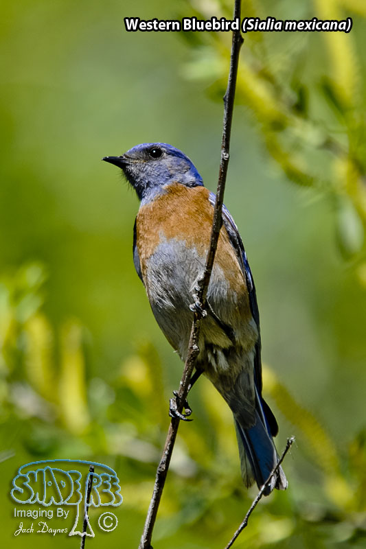 Western Bluebird - Sialia mexicana