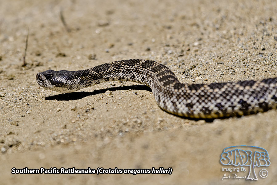 Southern Pacific Rattlesnake - Crotalus oreganus helleri