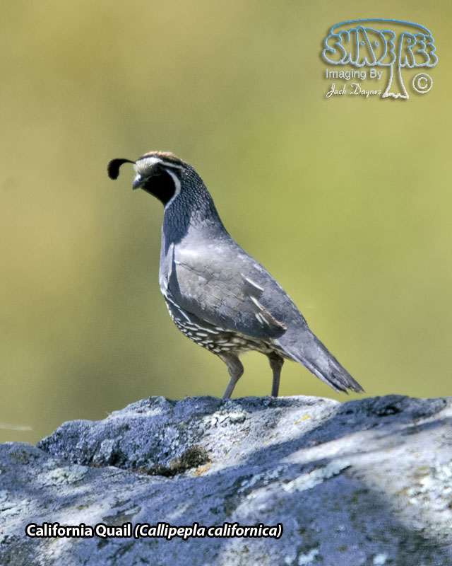 California Quail - Callipepla californica