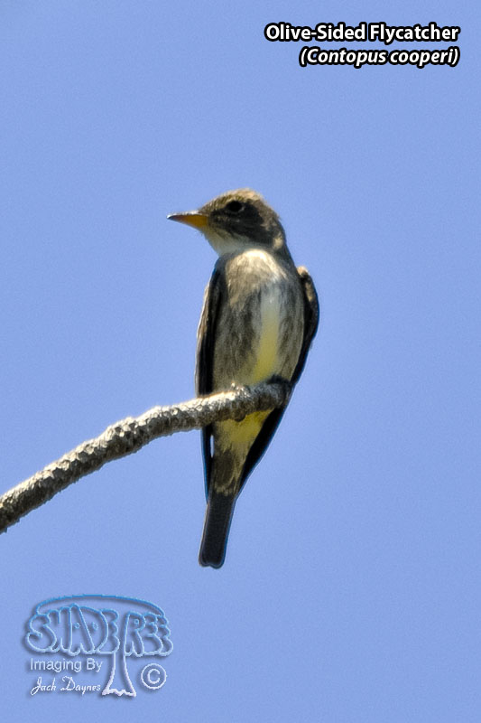 Olive-Sided Flycatcher - Contopus cooperi