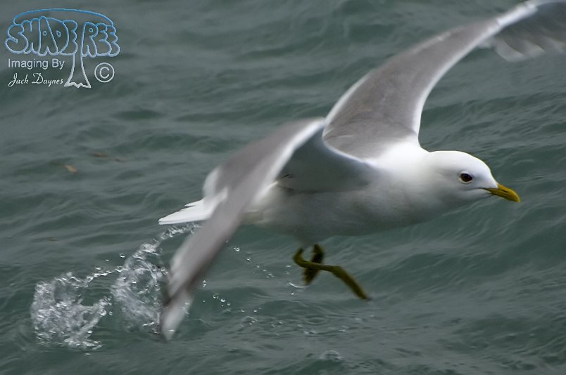 Short-Billed Gull - Larus brachyrhynchus
