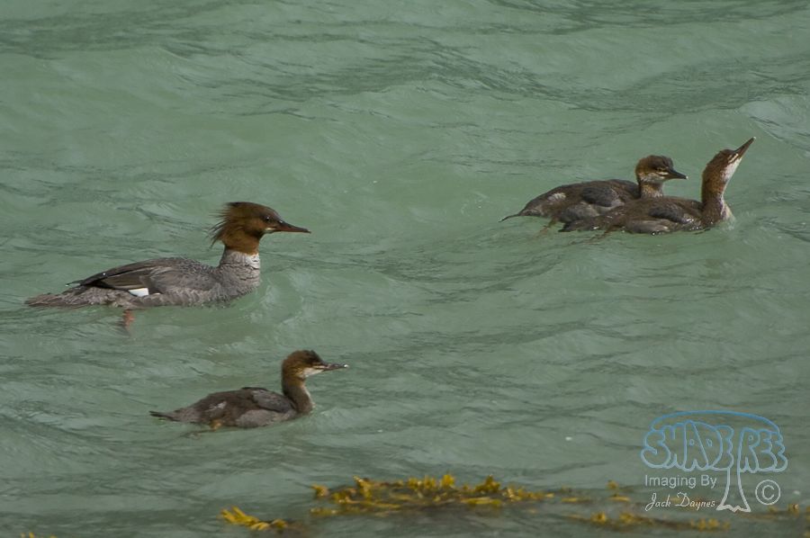 Common Merganser - Mergus merganser