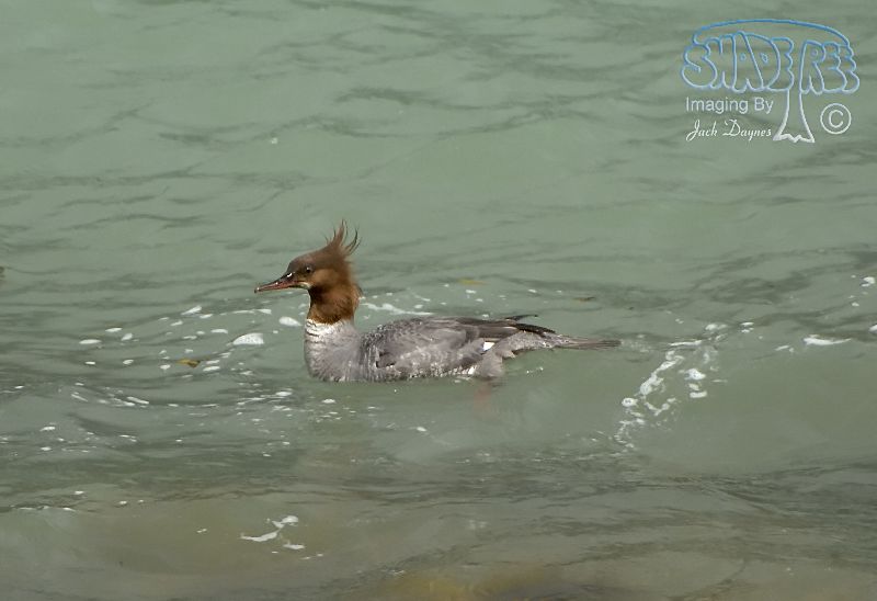 Common Merganser - Mergus merganser