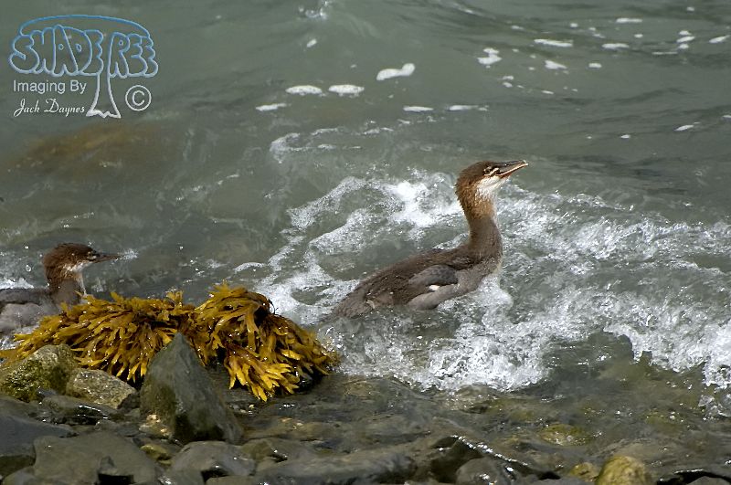 Common Merganser - Mergus merganser