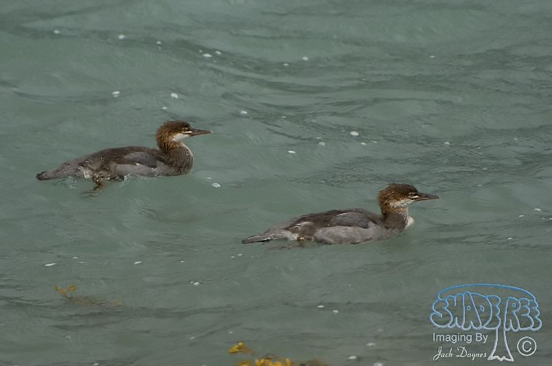 Common Merganser - Mergus merganser
