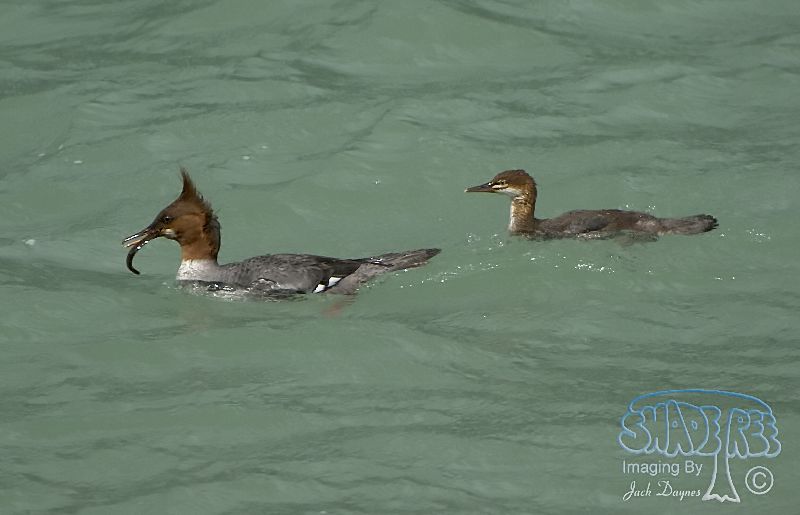 Common Merganser - Mergus merganser