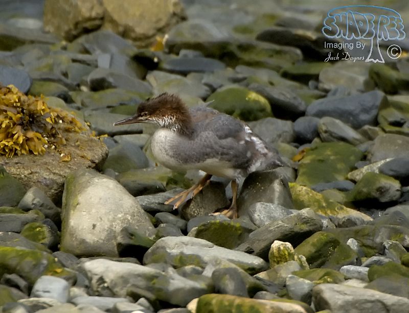 Common Merganser - Mergus merganser
