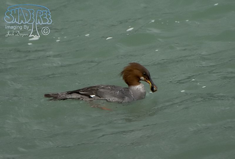 Common Merganser - Mergus merganser