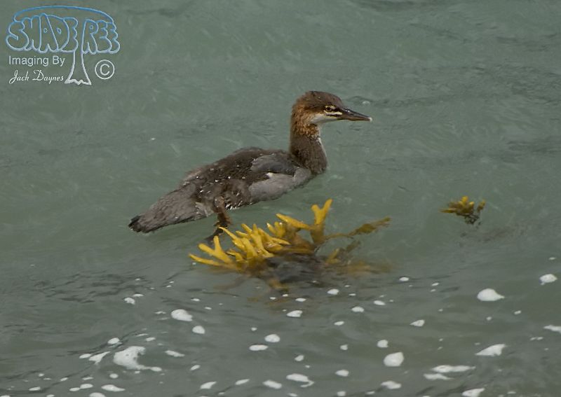 Common Merganser - Mergus merganser