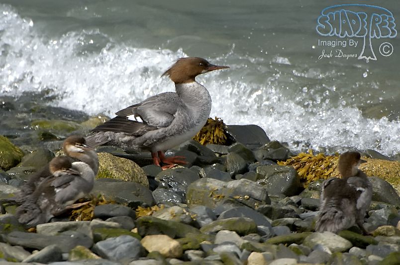 Common Merganser - Mergus merganser