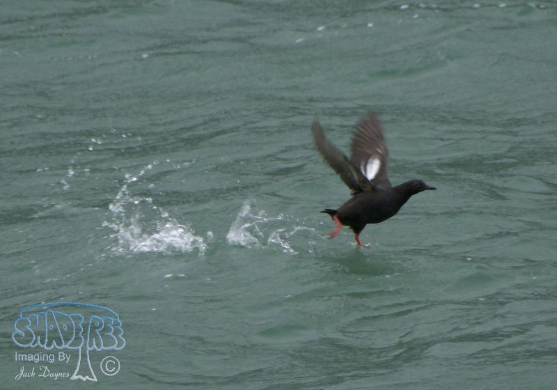 Pigeon Guillemot - Cepphus columba