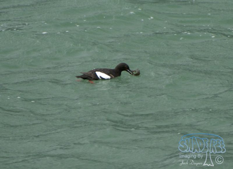 Pigeon Guillemot - Cepphus columba