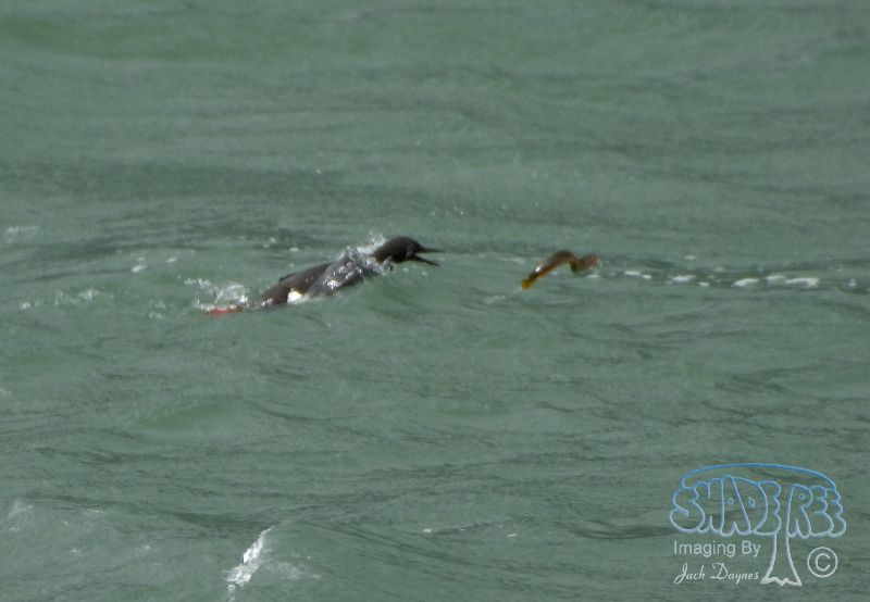 Pigeon Guillemot - Cepphus columba