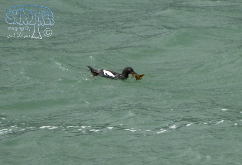 Pigeon Guillemot - Cepphus columba