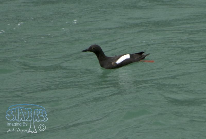 Pigeon Guillemot - Cepphus columba