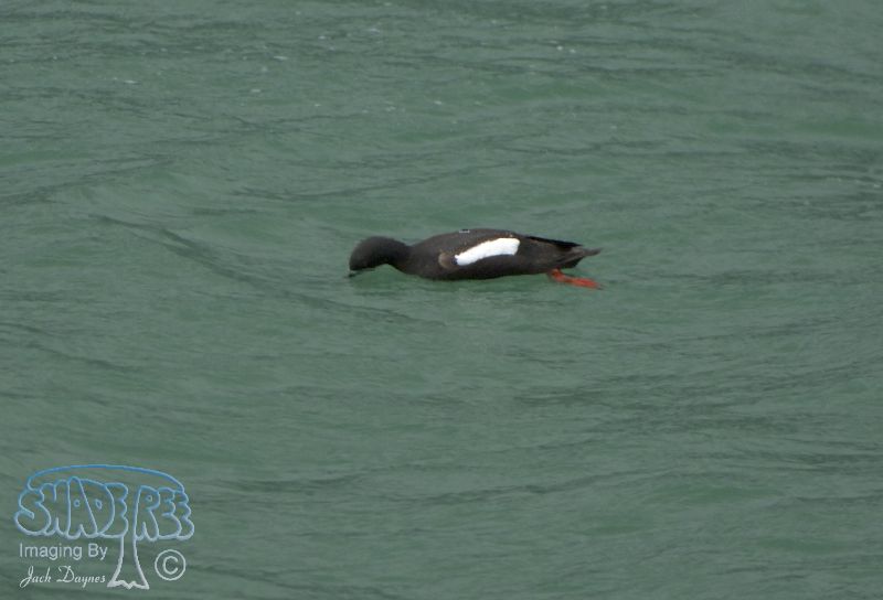 Pigeon Guillemot - Cepphus columba