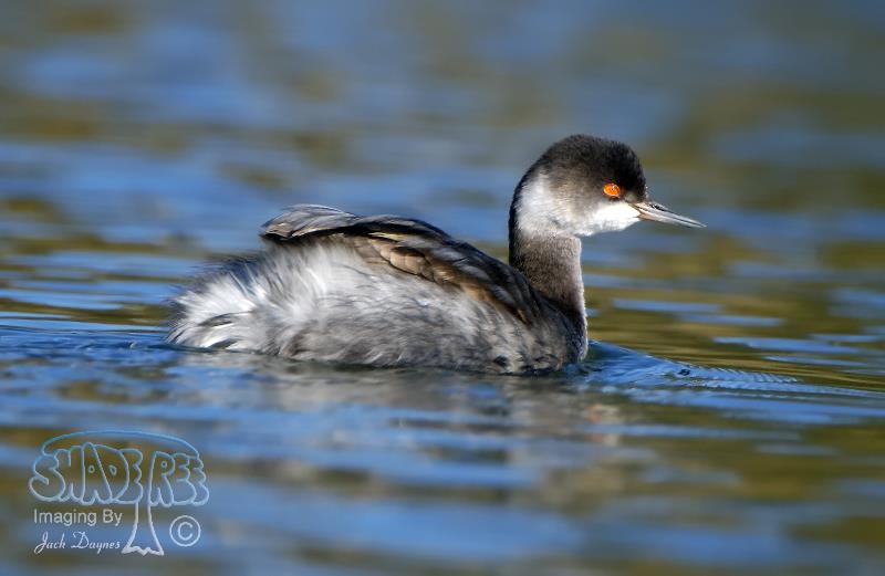 Eared Grebe - Podiceps nigricollis