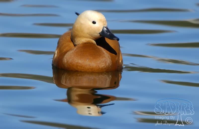 Ruddy Shelduck - Tadorna ferruginea