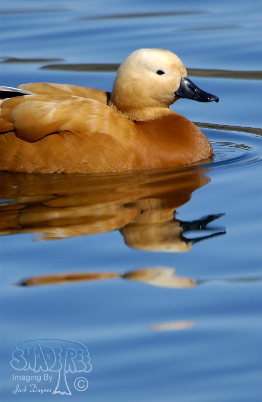 Ruddy Shelduck - Tadorna ferruginea