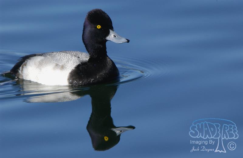 Lesser Scaup - Aythya affinis