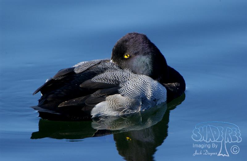 Lesser Scaup - Aythya affinis