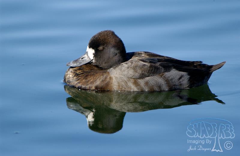 Lesser Scaup - Aythya affinis