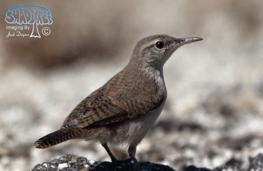 Rock Wren - Salpinctes obsoletus