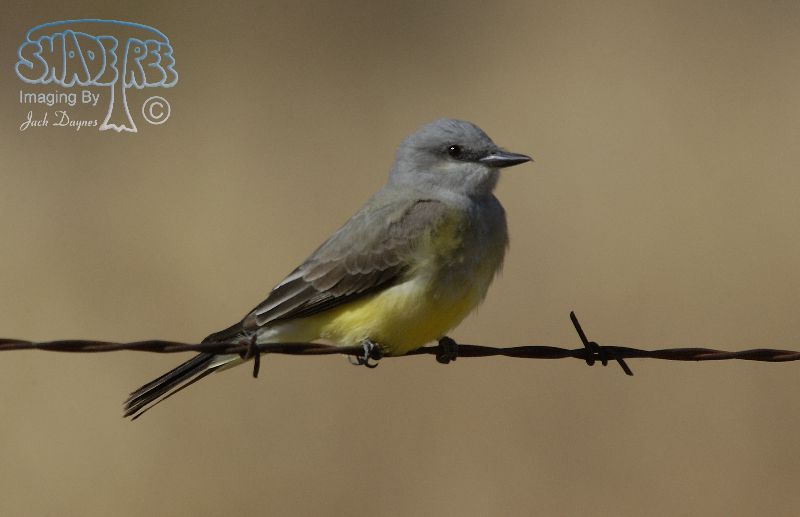 Western Kingbird - Tyrannus verticalis