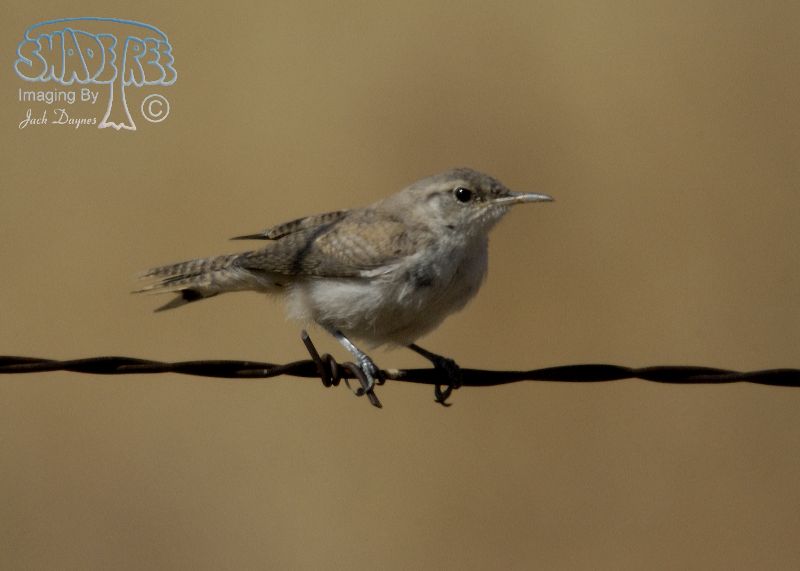 Rock Wren - Salpinctes obsoletus