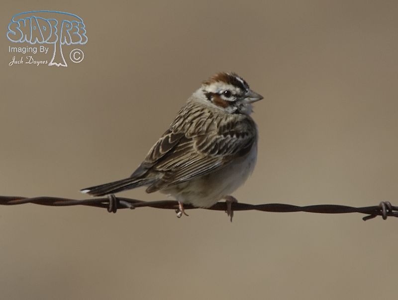 Lark Sparrow - Chondestes grammacus