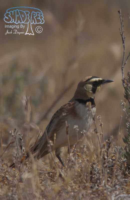 Horned Lark - Eremophila alpestris