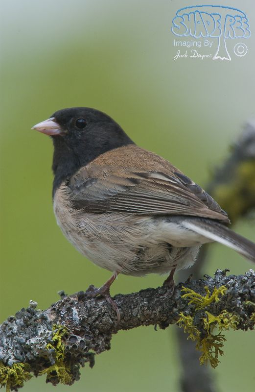 Dark-Eyed Junco - Junco hyemalis