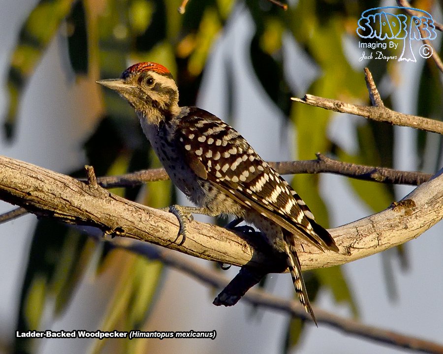 Ladder-Backed Woodpecker - Dryobates scalaris