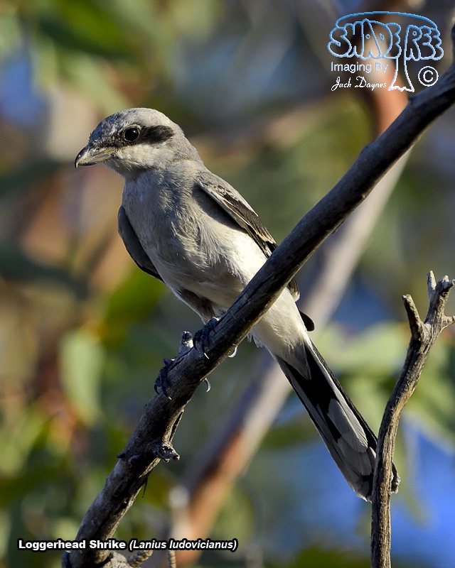 Loggerhead Shrike - Lanius ludovicianus