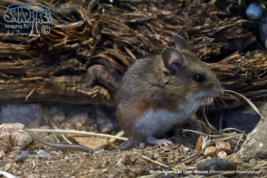 North American Deer Mouse - Peromyscus maniculatus