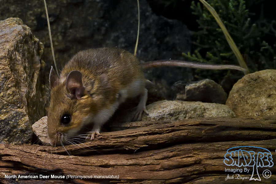 North American Deer Mouse - Peromyscus maniculatus
