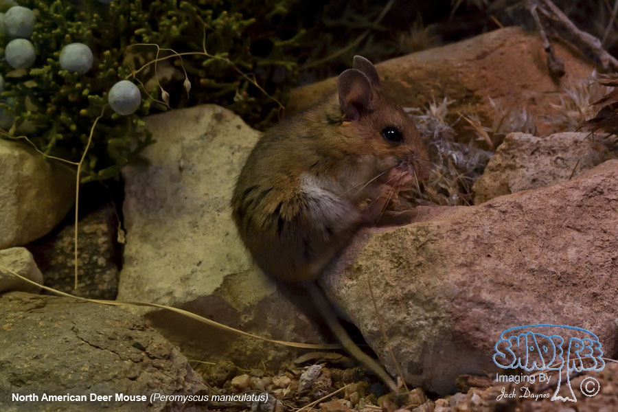 North American Deer Mouse - Peromyscus maniculatus